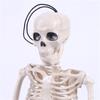 40cm Active Human Skeleton Model Medical Learning Anatomy Skeleton Modle Halloween Party Decoration