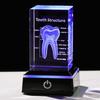 3D Lasers Etched Crystal Human Organs Model Anatomical Heart/Teeth Figurines Glass Paperweight with LED Base Doctor