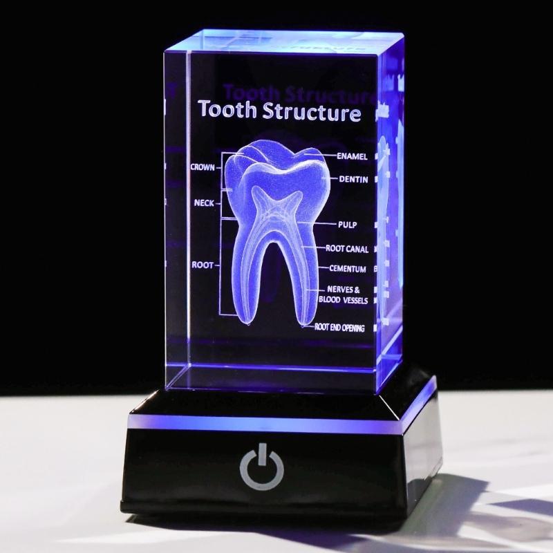 3D Lasers Etched Crystal Human Organs Model Anatomical Heart/Teeth Figurines Glass Paperweight with LED Base Doctor