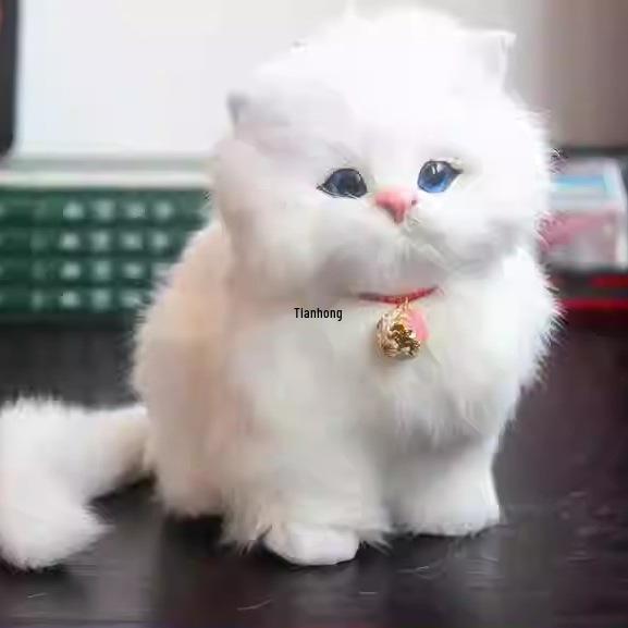 Niedliches Ragdoll Kätzchen Kissen Plüschtier Geschenk für Mädchen