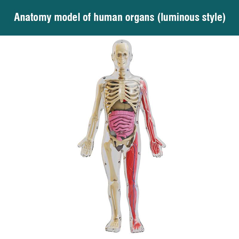 Detachable Assembly Human Body Model Structure Full Body Skeleton Organs 3D skeleton medical Anatomy Children's puzzle toys