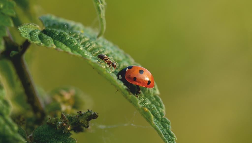 Wandheizung "Wunder der Natur" auf Monocrystal-Folie 105x60 cm 300 W