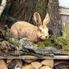 Adorable Rabbit Statuette - Perfect Garden Decoration