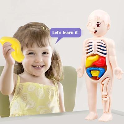 Netoxické Montessori hračky Vzdělávání dětí ve vědě Model anatomie orgánů lidského těla Dětské vědecké hračky Sestavitelné lékařské hračky Vzdělávací pomůcky Děti