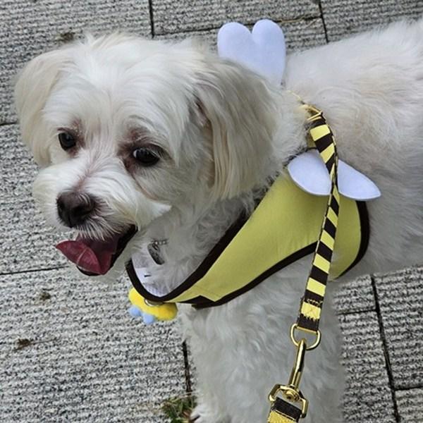 Set oficial de lesă pentru ham pentru albine pentru câini