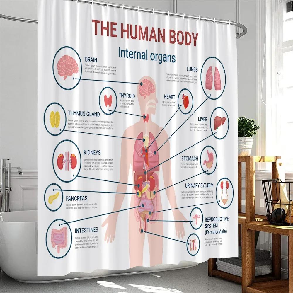 

Modern Human Body Organ Shower Curtain Human Nervous System Bathroom Decoration Polyester Fabric Shower Curtain W60H190(CM)-1 Pcs