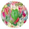 50 Colorful Cartoon Caladium Flower Stickers - Transparent Graffiti for Suitcase, Journal, or Desktop
