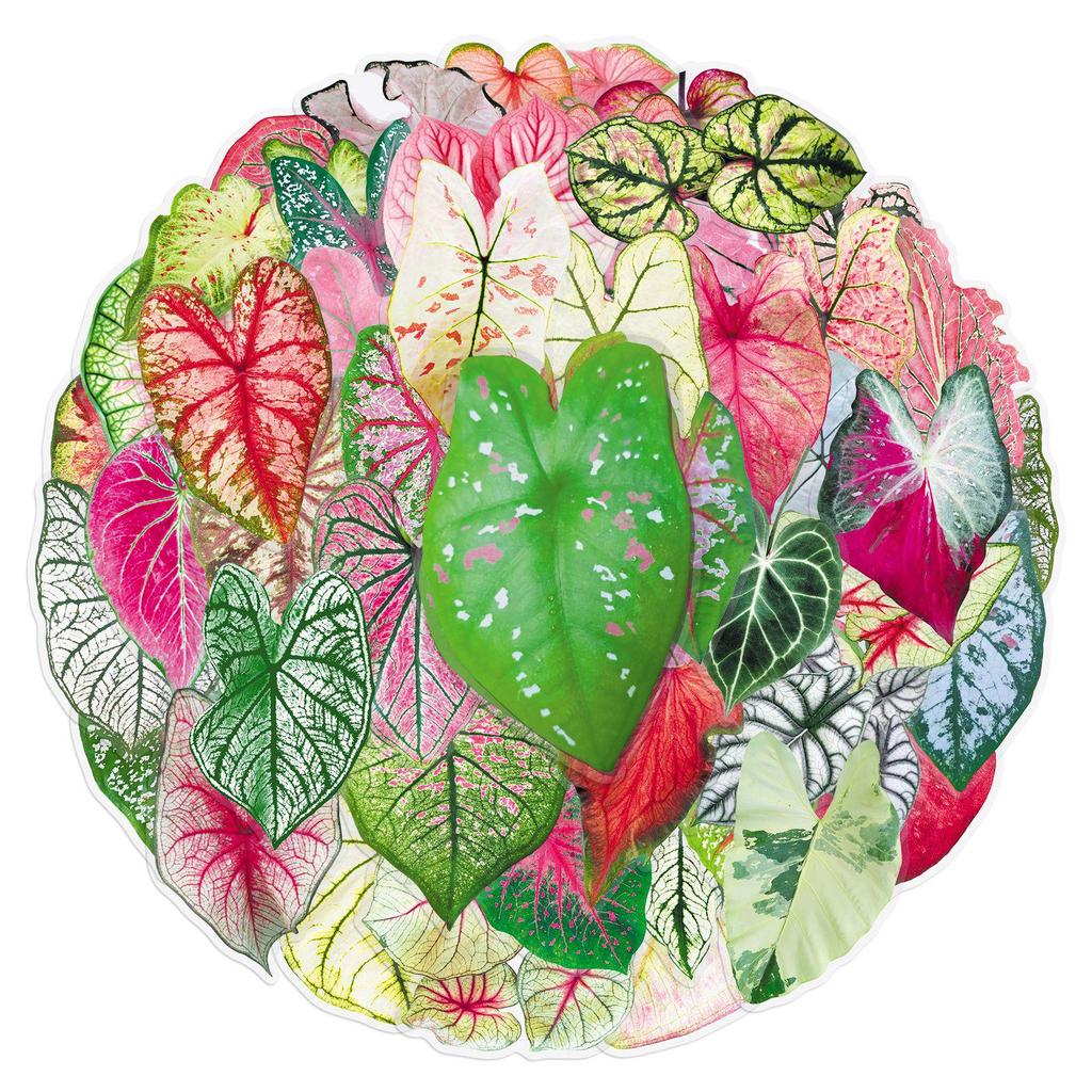 50 Colorful Cartoon Caladium Flower Stickers - Transparent Graffiti for Suitcase, Journal, or Desktop