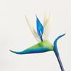 Soft Rubber Bird of Paradise Artificial Flower Single Stem for Home Decoration and Green Plant Arrangements