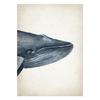 Marine Animals Canvas Paintings Great White Shark Posters and Prints Killer Whale Wall Art Picture for Home Decoration No Frame