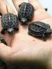 Live Baby Black Shell Chinese Grass Turtles - Outdoor Pond Cold Water Pet
