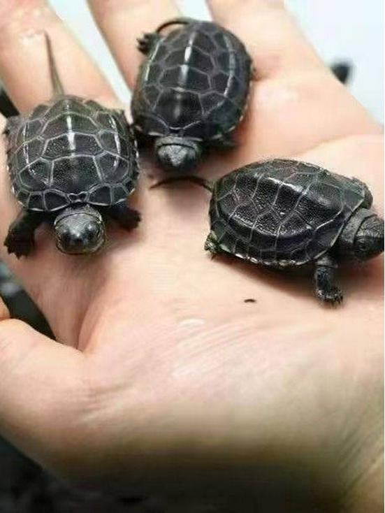 Live Baby Black Shell Chinese Grass Turtles - Outdoor Pond Cold Water Pet