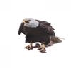 Weatherproof Bird Control Solution Fake Owls To Keep Your Property Bird
