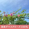 Rosemay Akita Rosengarten Reines Rosenwasser in (Hergestellt in Japan) (Einzelexemplar)