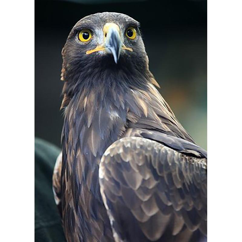 5D Diamond Painting Eagles Diamond Embroidery Cross Stitch Full Round Round Drill DIY Rhinestones Wall Art Home Decor