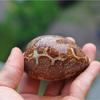 Natural Shell Conch Map Snail Collection Creative Gift Fish Tank Aquarium Decoration
