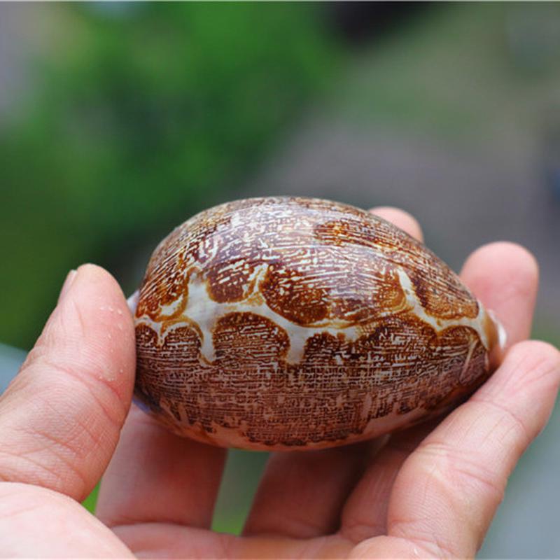 Natural Shell Conch Map Snail Collection Creative Gift Fish Tank Aquarium Decoration