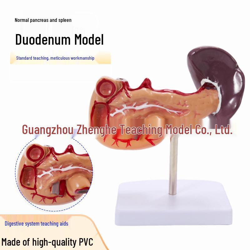 Human Digestive System Model: Liver, Spleen, Pancreas, Hepatic Portal Vein 19x15x23 cm