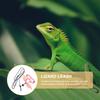5Pcs Lizard Harness Wings Bearded Dragon Clothes Adjustable Pet Supplies Lizard Leash Reptile Gear Durable