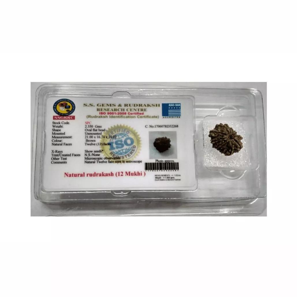 Рудракша сертифицированная (12 мукхи), 12 Mukhi Certified Rudraksha (Nepal), Kalyan Puja