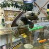 Realistic Appearance Resin Turtle Garden Decor Vibrant Colors