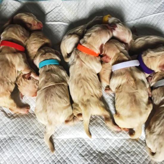 12Pcs/Set Pet Dog Cat Identification Collar Adjustable Id Collar Mark Neck Strap