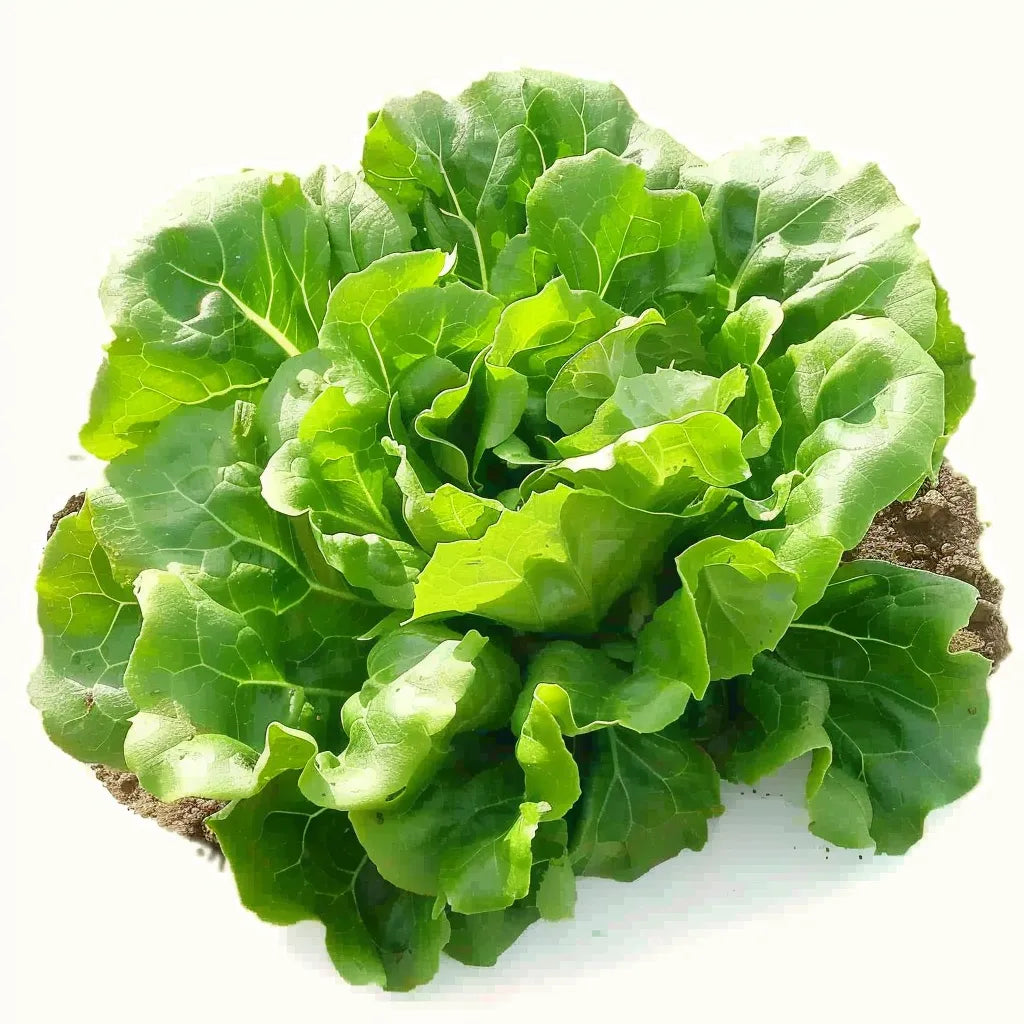 100 Sweet Lettuce Seeds - Semi-Wild Permaculture