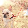 Pet Puppy Dog Leash Slip Rope Lead Leash Nylon Slip Chains Collar No Pull Training Lead Leashes for Small Dogs Black Red Blue