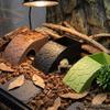 Anti Drowning Reptile Feeding Box With Moss Tray Water Dispenser  Pet Breeding