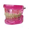 Dental Demonstration Teeth Model Student Education Teaching Aid