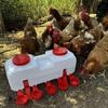 Automatischer Freiland-Geflügeltränke für Hühner, Enten & Gänse