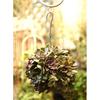 MagiDeal Rustic Romantic Iron Frame Ball Shape Succulent Pot Hanging Pot Hanging / Freestanding Metal Planter Flower Pots