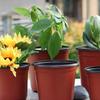 Two-Tone Plastic Flower Pot Red Black Seedling Pots With Multiple Sizes