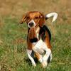 Pet dog toys, durable chew-resistant squeaky plush supplies for medium and large pets
