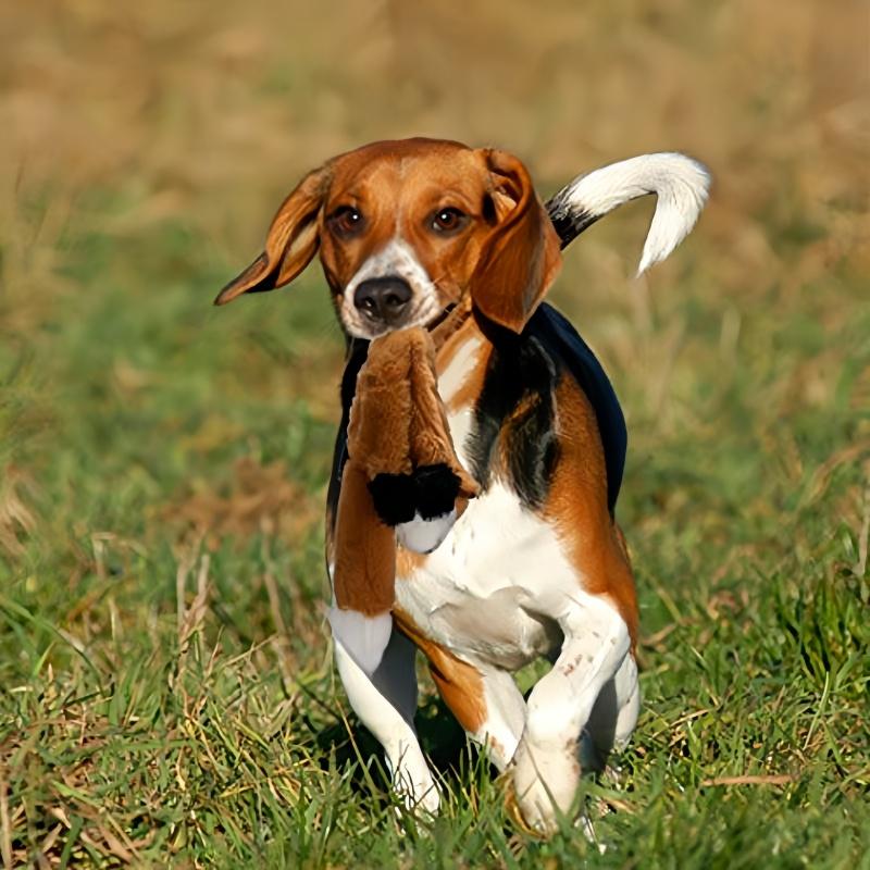 Pet dog toys, durable chew-resistant squeaky plush supplies for medium and large pets