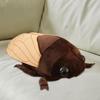 Cicada Decor 48cm Cushion Stuffed Animal Cartoon Doll for Children Boys and Girls Adults
