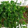 Simulation Green Plants Attractive Eco-friendly Eye-catching Artificial Vine Hanging Scene Layout Fake Ivy Hanging Artificial Vine Hanging