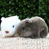 18cm Simulation Plush Hamster Animal Plush Stuffed Doll Toy Home Sofa Decor
