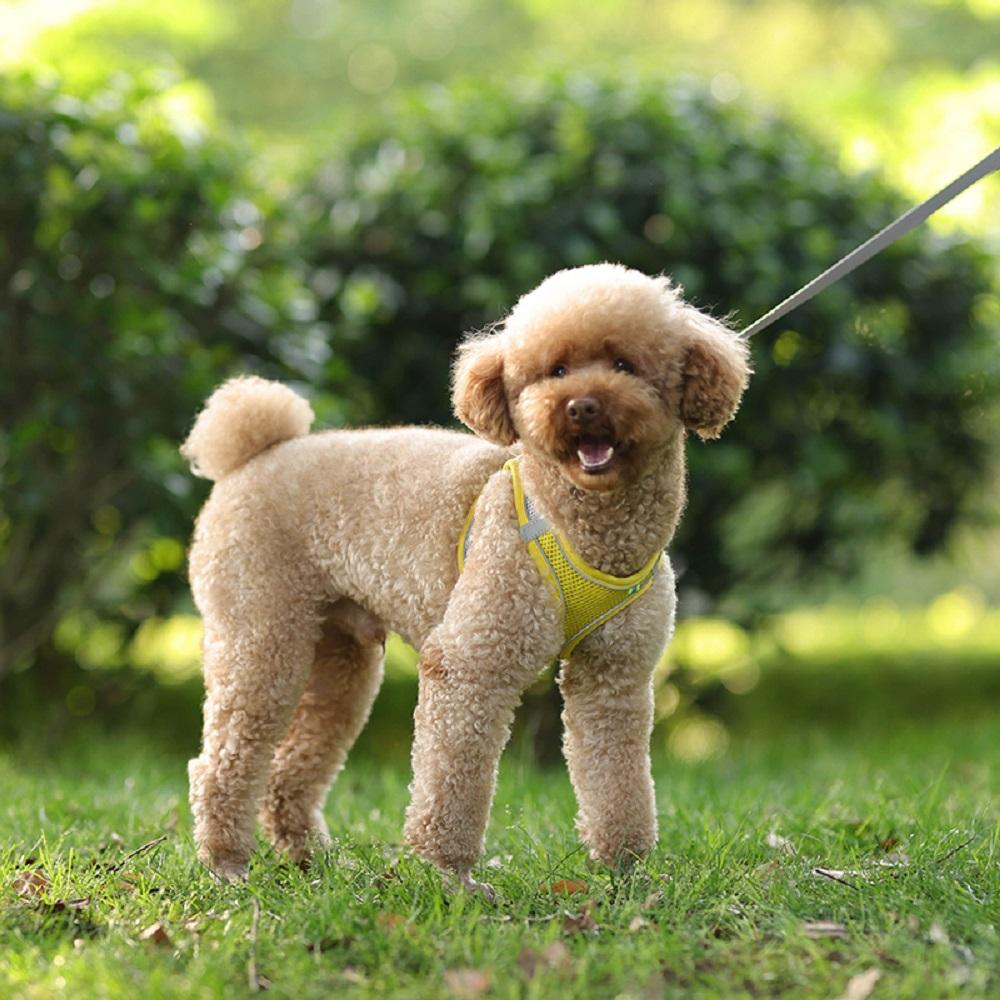 Black Adjustable P-chain Leash Puppy Cat Harness Yellow Vest Leash Dog Leash Set