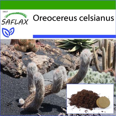 Old Man of the Andes - 40 semen - Se substrátem pro lepší pěstování - Oreocereus celsianus