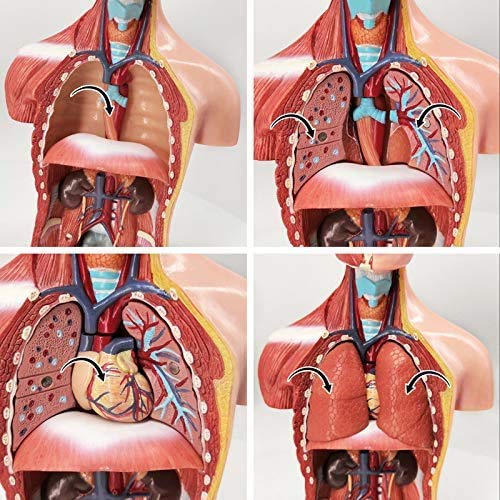 Evotech Scientific 28cm Human Anatomy Model, 15 Removable Parts, Suitable for Children's Use, Human Torso Anatomy Model Includes Parts Such As Heart,
