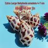 Conch Shells & Starfish for Hermit Crabs: Aquarium Decor & Drift Bottle Accessories