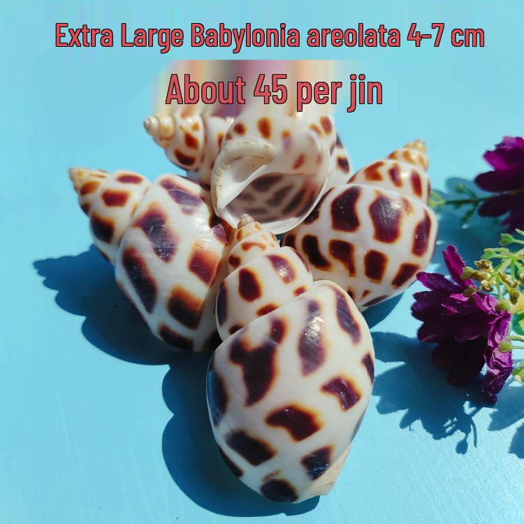 Conch Shells & Starfish for Hermit Crabs: Aquarium Decor & Drift Bottle Accessories