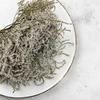 Zatrwian Tatarski Seco - Limonium Tataricum - Blanco