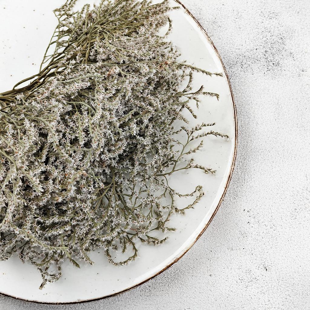 Zatrwian Tatarski Seco - Limonium Tataricum - Blanco