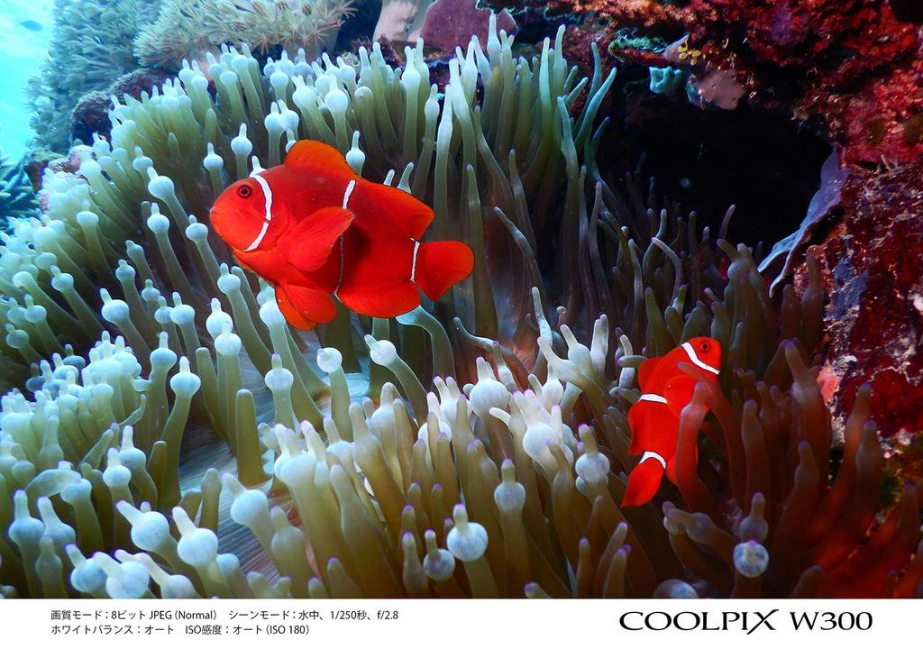 Nikon Digital Camera COOLPIX W300 OR Coolpix Orange Waterproof