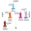 [Mise-en-scene] Perfect Hair Serum Collection (80ml) - [K-BEAUTY] No.1 Viral Glass Hair Oil (6 Types)