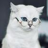 Round Multicolor Pet Supplies Trend Toys For Little Dog Cat Cat Glasses Pet Sunglasses Reflection Glasses Eye-wear