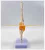 1:1 Human Skeletal Joint Models: Knee, Shoulder, Elbow, Hand, Foot, Hip