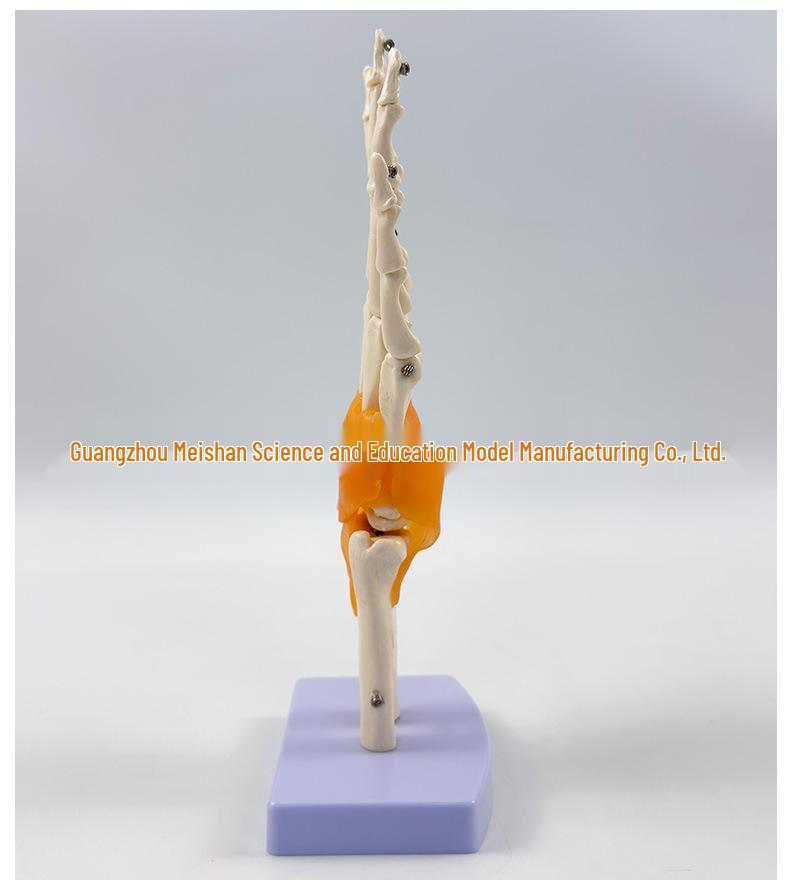 1:1 Human Skeletal Joint Models: Knee, Shoulder, Elbow, Hand, Foot, Hip